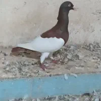 کبوتر یهودی پا بلند نر|پرنده|گنبد کاووس, |دیوار
