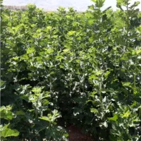 نهالستان ضیغمی