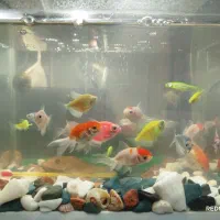 ماهی اکواریومی