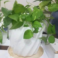 گل اپارتمانی|گل و گیاه طبیعی|اصفهان, پینارت|دیوار