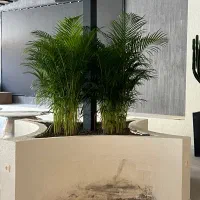 اریکا شامادورا کنتیا بازار گل|گل و گیاه طبیعی|تهران, آهنگ|دیوار