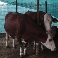 گاو سیمینتال شیری ابست