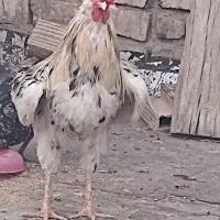 پرنده گلین|حیوانات مزرعه|قم, نیروگاه|دیوار