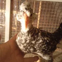 جوجه گلین پنگوئنی  ویاندوت سیلور ایام سمانی