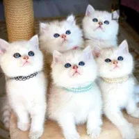 مرکز اصلی تامین گربه های ارزان و فنجونی با واکسن