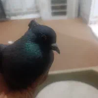 کبوتر معاوضه|خزنده|اهواز, زرگان|دیوار