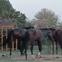 پانسیون و نگهاری اسب پرورش اسب|اسب و تجهیزات اسبسواری|تهران, والفجر (افسریه)|دیوار