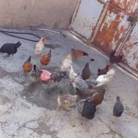 مرغ محلی|حیوانات مزرعه|سیروان, |دیوار