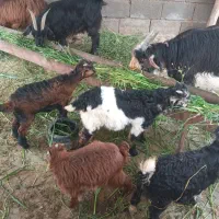 بز  زاییده  بابیگ چاق