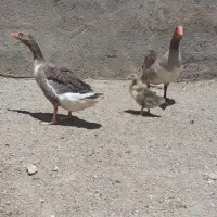 غاز