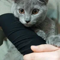 گربه راشن بلو