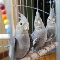 همگی سالم وشیطون