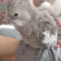 عروس هلندی|پرنده|زنجان, |دیوار