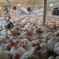 به یک نفر کارگر مرغداری وارد کار  به نیازمندیم