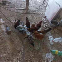 جوجه مرغ و خروس|حیوانات مزرعه|قوچان, |دیوار