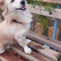 فروش سگ اشپیتز روباهی واکسینه شده و سالم،