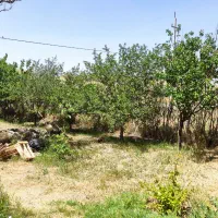 زمین کشاورزی دیم مرغوب یک تکه