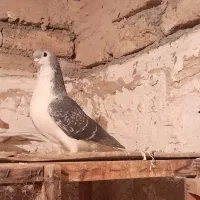 دوتا کبوتر رنگی جفت نر مست|پرنده|پاکدشت, پاکدشت (مامازند)|دیوار