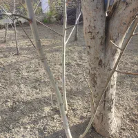 ۱۰ عدد نهال گردو همدان زیر قیمت