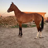 اسب ترکمن آماده کورس