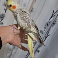عروس هلندی