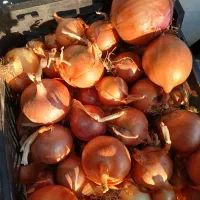 میوه فروشی حاجی ارزونی واقعی|خوردنی و آشامیدنی|شهریار, شهرک بهاران (ویره)|دیوار