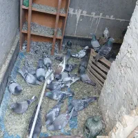 کبوتر پلاکی|پرنده|خرمشهر, |دیوار