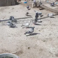 کفتر گوک
