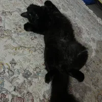 واگذاری رایگان