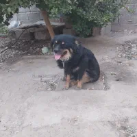 سگ فروشی قیمت ۲ملیون|سگ|عنبرآباد, |دیوار