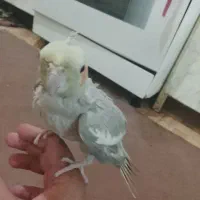 عروس هلندی ماده بالغ