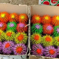 فروش  ویژه گل کاکتوس رنگی