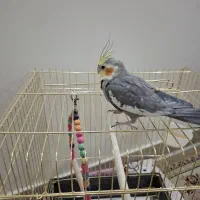 عروس هلندی نر مست|پرنده|تهران, کرمان|دیوار