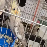 فروش دوعدد جوجه عروس هلندی