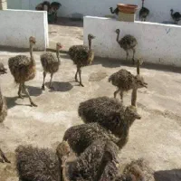 شترمرغ وبوقلمون|حیوانات مزرعه|خمینیشهر, |دیوار