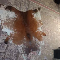 پوست گاو|صنایع دستی و سایر لوازم تزئینی|بیستون, |دیوار