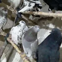 حدودا۳۰تا کفتر تهرانی ازاصفهان|پرنده|مشهد, شهید بصیر|دیوار