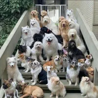 کارگر ساده پانسیون سگ با جای خواب خوابگاه