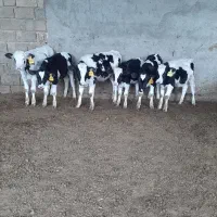 گاو گوساله نر