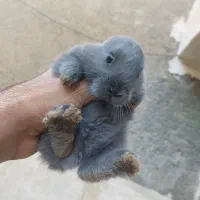 خرگوش یک ماهه