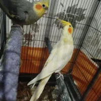 عروس هلندی|پرنده|معصومیه, |دیوار