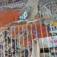 دو عدد عروس هلندی