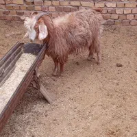 بز جوان دانه ۵۲۰۰|حیوانات مزرعه|تربت جام, معدآباد|دیوار