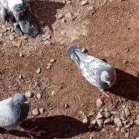 کبوتر|پرنده|بشاریات, |دیوار