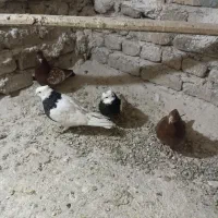 ۴عدد کفتر فروشی|پرنده|فردوس (خراسان), |دیوار