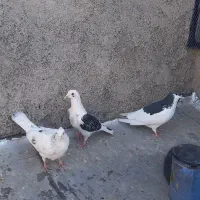 خال سیاه ۴تیغ به اخر سرونچ کاکلی و پشتی|پرنده|نیشابور, هفده شهریور|دیوار