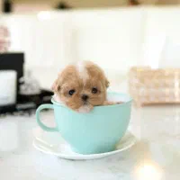 پودل فنجونی