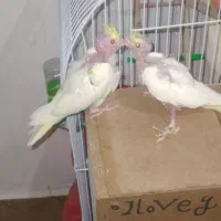 عروس چشم شرابی مفت مفت