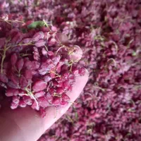 زرشک پفکی اعلا امسالی