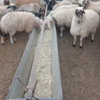 تولید انواع اخور گوسفند و گاو|لوازم جانبی حیوانات|دهاقان, |دیوار